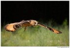 Volando Volando