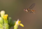 :: Dittero in volo :: :: Dittero in volo ::