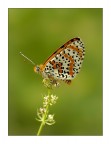 Melitaea didyma Melitaea didyma