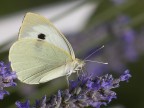 pieris brassicae pieris brassicae