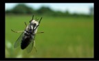 La mosca La mosca