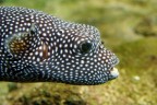 Pesce palla? Pesce palla?