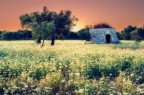 dream landscape