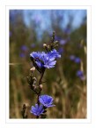 Fiore di strada Fiore di strada