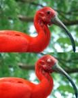 Colpo d'occhio alla biosfera Colpo d'occhio alla biosfera