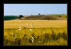 avena avena