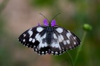 Melanargia galathea Melanargia galathea
