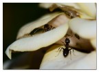 Formiche Formiche