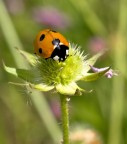 coccinella coccinella