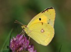 colias