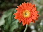 Gerbera Gerbera