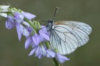 fiore o farfalla ? fiore o farfalla ?