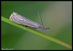 Falena Falena