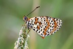 Melitaea didyma Melitaea didyma