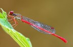 damigella rossa(Ceriagrion tenellum) damigella rossa(Ceriagrion tenellum)