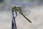 libellula libellula