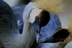 Il bacio Il bacio