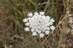 FIORE FIORE