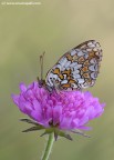 Farfallina Farfallina
