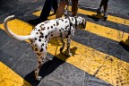 Dalmata, Firenze 2009 Dalmata, Firenze 2009