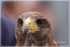 Rapace Rapace