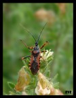 Rhynocoris iracundus Rhynocoris iracundus