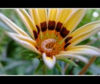 Flower and Worm. Flower and Worm.