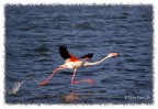 Le Flamand rose qui s'en va ... Le Flamand rose qui s'en va ...