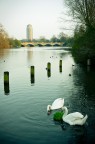 swans swans