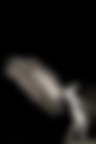 il sesso degli angeli il sesso degli angeli