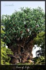 Tree of Life