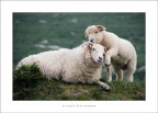 ti voglio bene mamma ti voglio bene mamma
