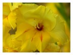 Gladioli con ragnetto... Gladioli con ragnetto...