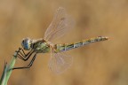 Libellula Libellula