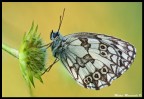 Galatea Galatea