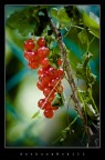 ribes