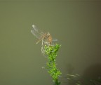 Libellula Libellula