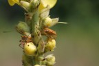 Coppia insetti arancio Coppia insetti arancio