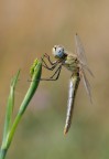 Libellula Libellula
