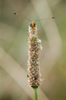 melitaea in asse melitaea in asse