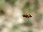 Sirfide in volo Sirfide in volo