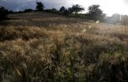 Campo di grano 2 Campo di grano 2