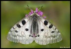 Parnassius Apollo Parnassius Apollo