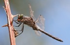 Libellula Depressa con preda Libellula Depressa con preda