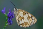 Melanargia di sera