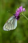 Aporia crataegi Aporia crataegi