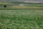 prato fiorito prato fiorito