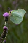 Gonepteryx rahmni Gonepteryx rahmni