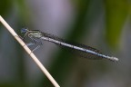 Platycnemis pennipes (f) Platycnemis pennipes (f)