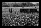 La vecchia baracca del Contadino La vecchia baracca del Contadino